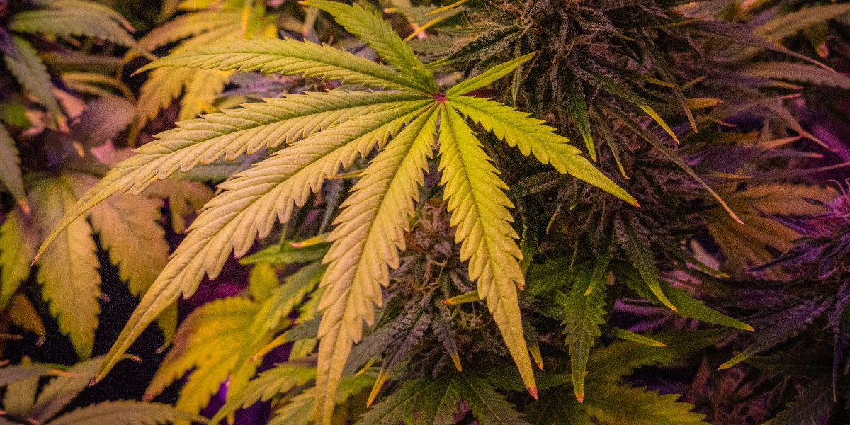 Even Compliant Cannabis Packaging Can Appeal to Teens