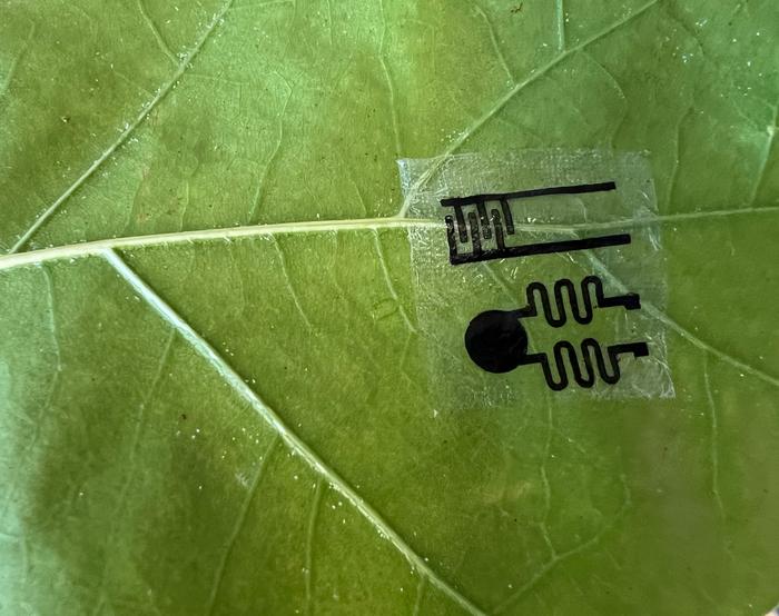 New Plant "Wearables" Track Crop Health in Real-Time