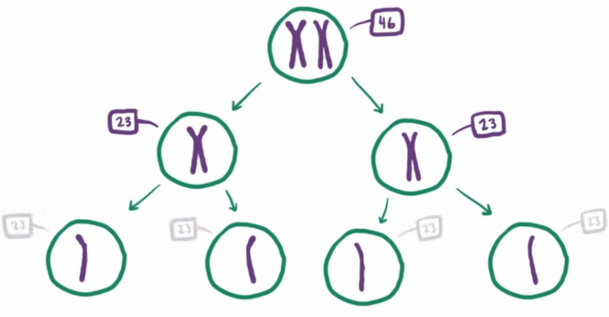 Revealing More About the Genetic Mechanisms Underlying Down Syndrome | Genetics And Genomics