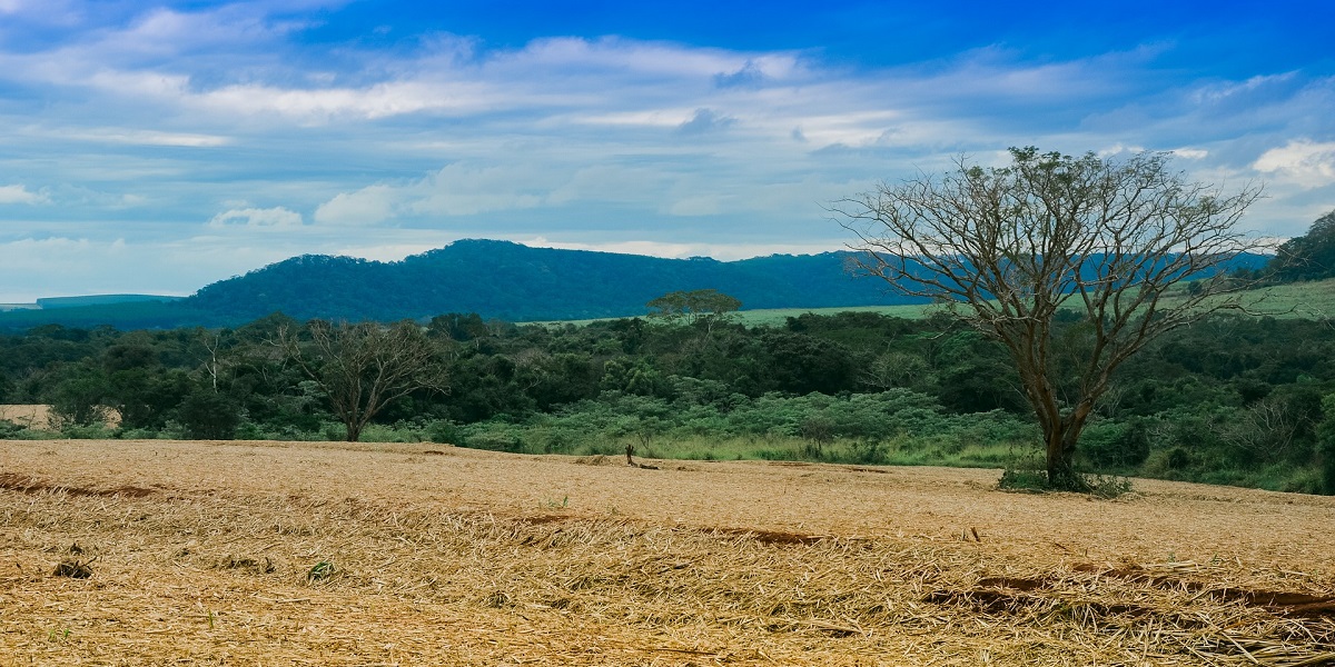 Brazil and COP26 - Deforestation Hypocrisy | Earth And The Environment - Vimarsana News