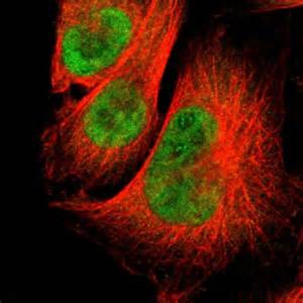 Cell Types Their Secret Weapon The Effector Response - twdt2d4