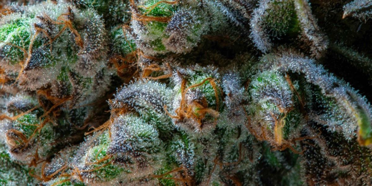 CBD Shows Early Promise for Alzheimer's