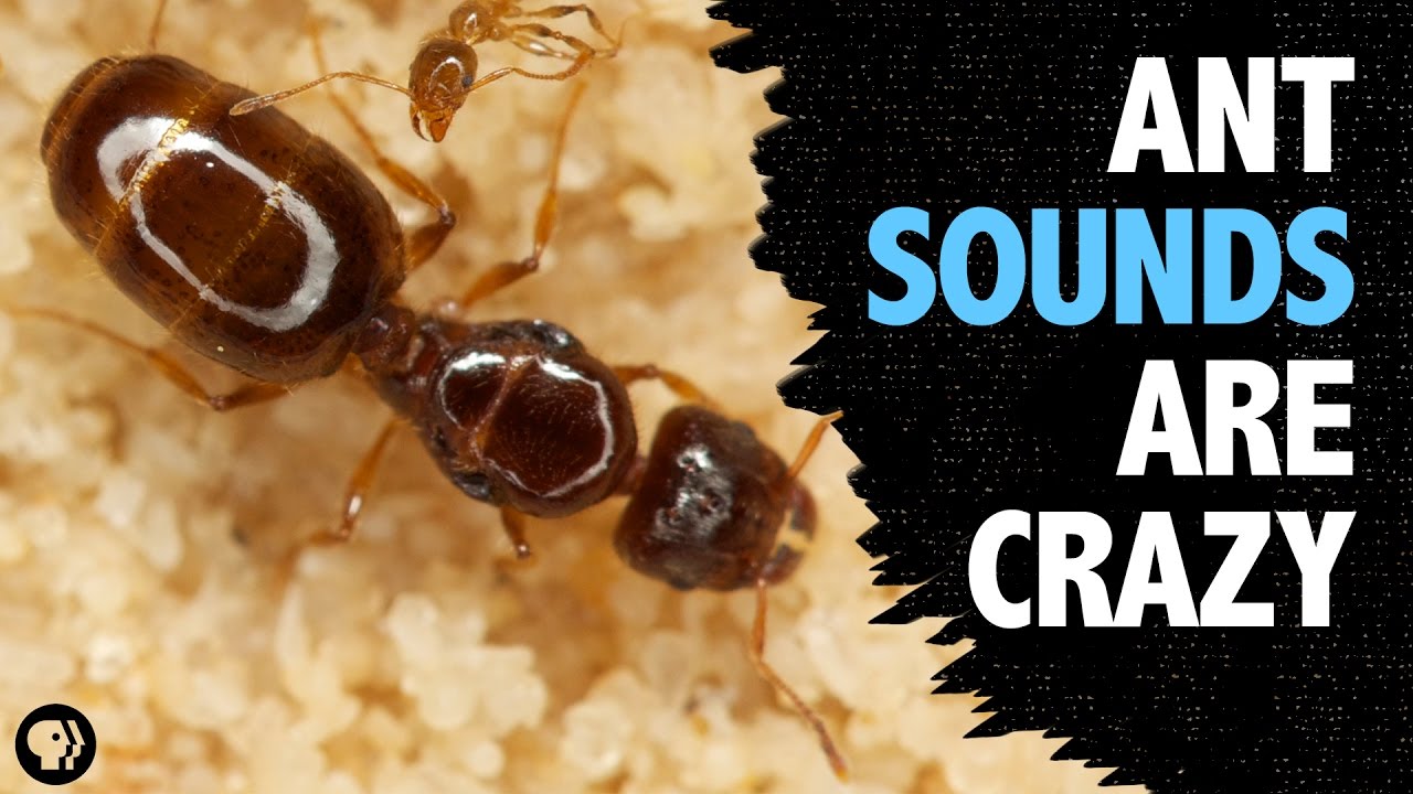 Here's How Ants Communicate With One Another Videos