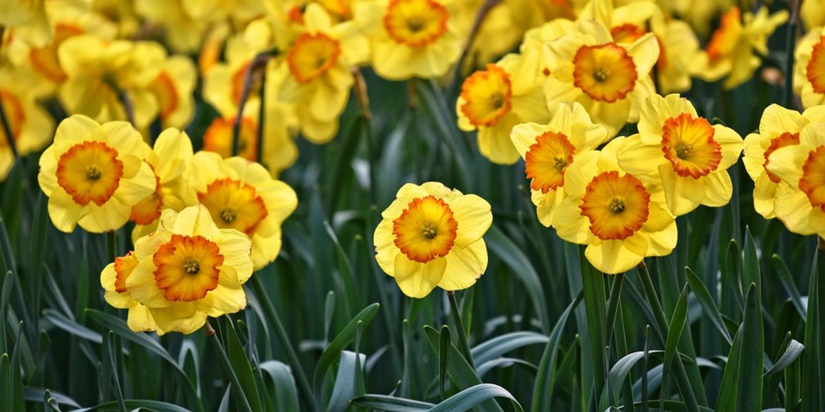 Compound in Daffodils Can Help Fight Cancer Drug Discovery And