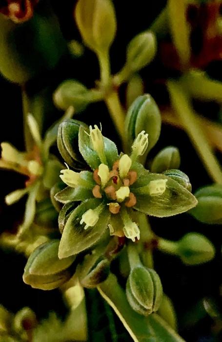 Photo: labroots.com Avocatiers : Des Chercheurs Identifient un Gène pour Accélérer la Sélection