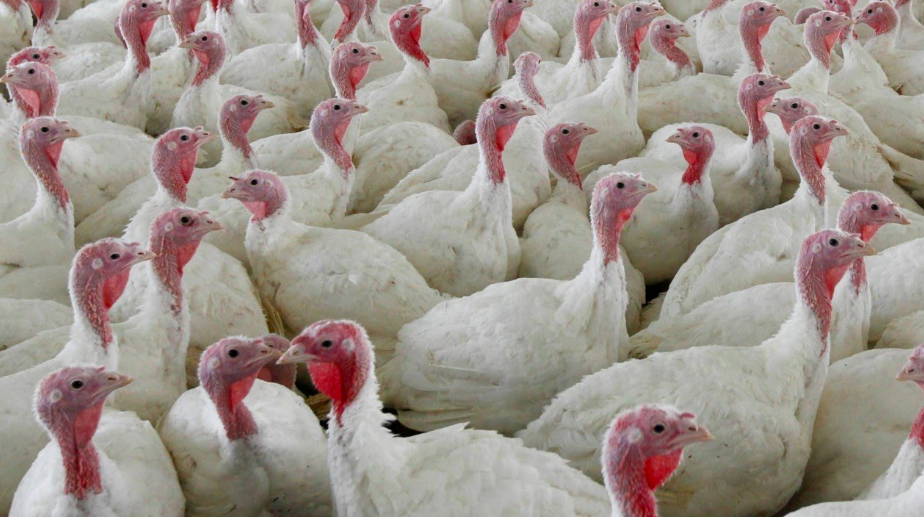 Another Food Recall Ground Turkey Videos