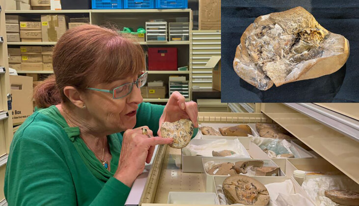 380-Million-Year-Old Fossilized Heart Discovered | Earth And The Environment - Vimarsana News