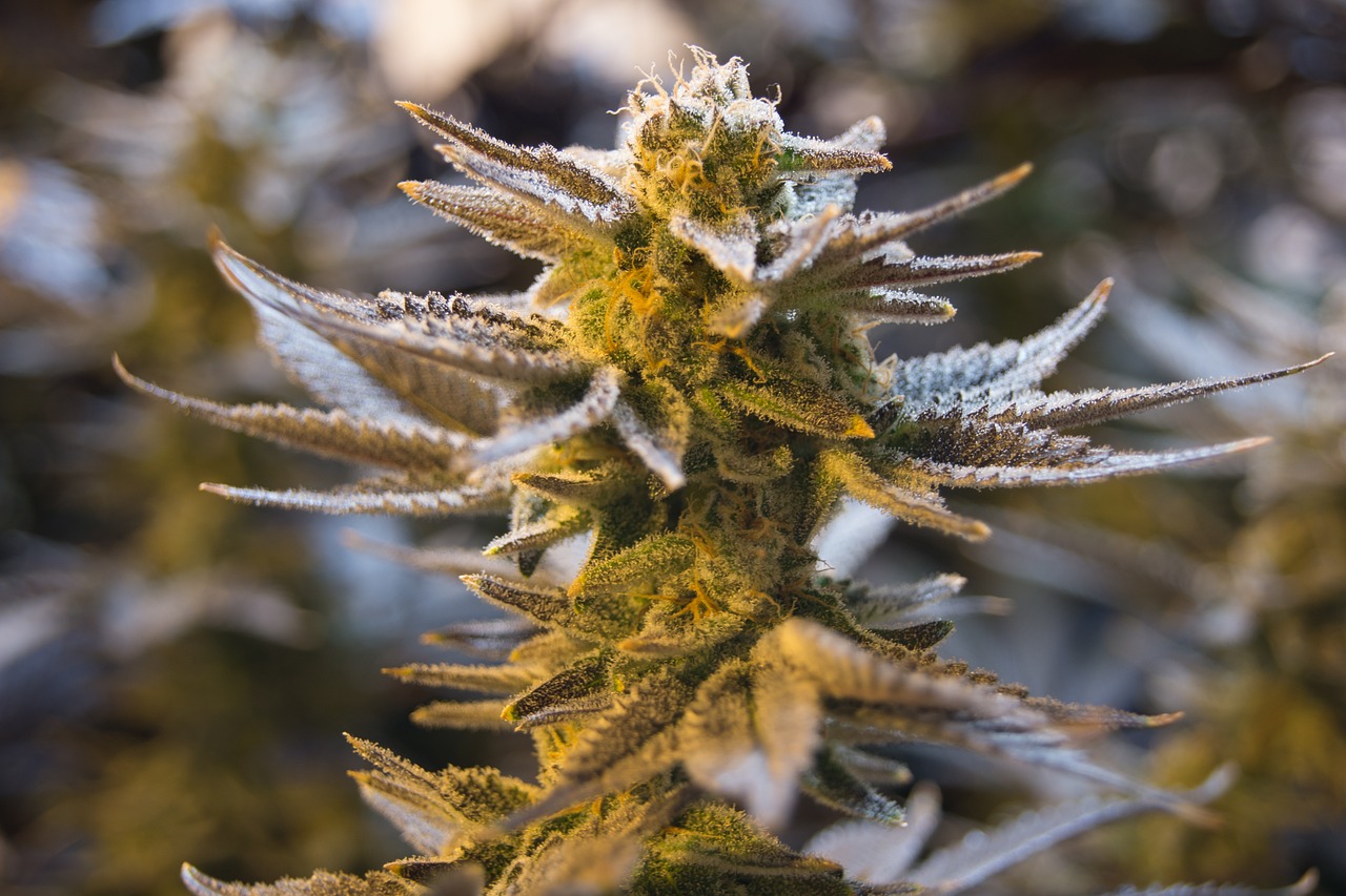 Detecting Cannabis at an Ancient Shrine at Tel Arad in Israel - Vimarsana News