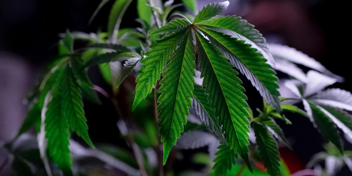 Do Medical Cannabis Laws Reduce Opioid Use?