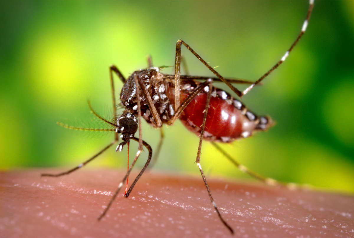 Why Do Mosquitoes Prefer People Genetics And Genomics