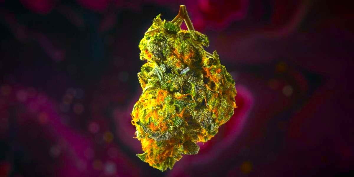 What is the Difference Between CBD and CBG?