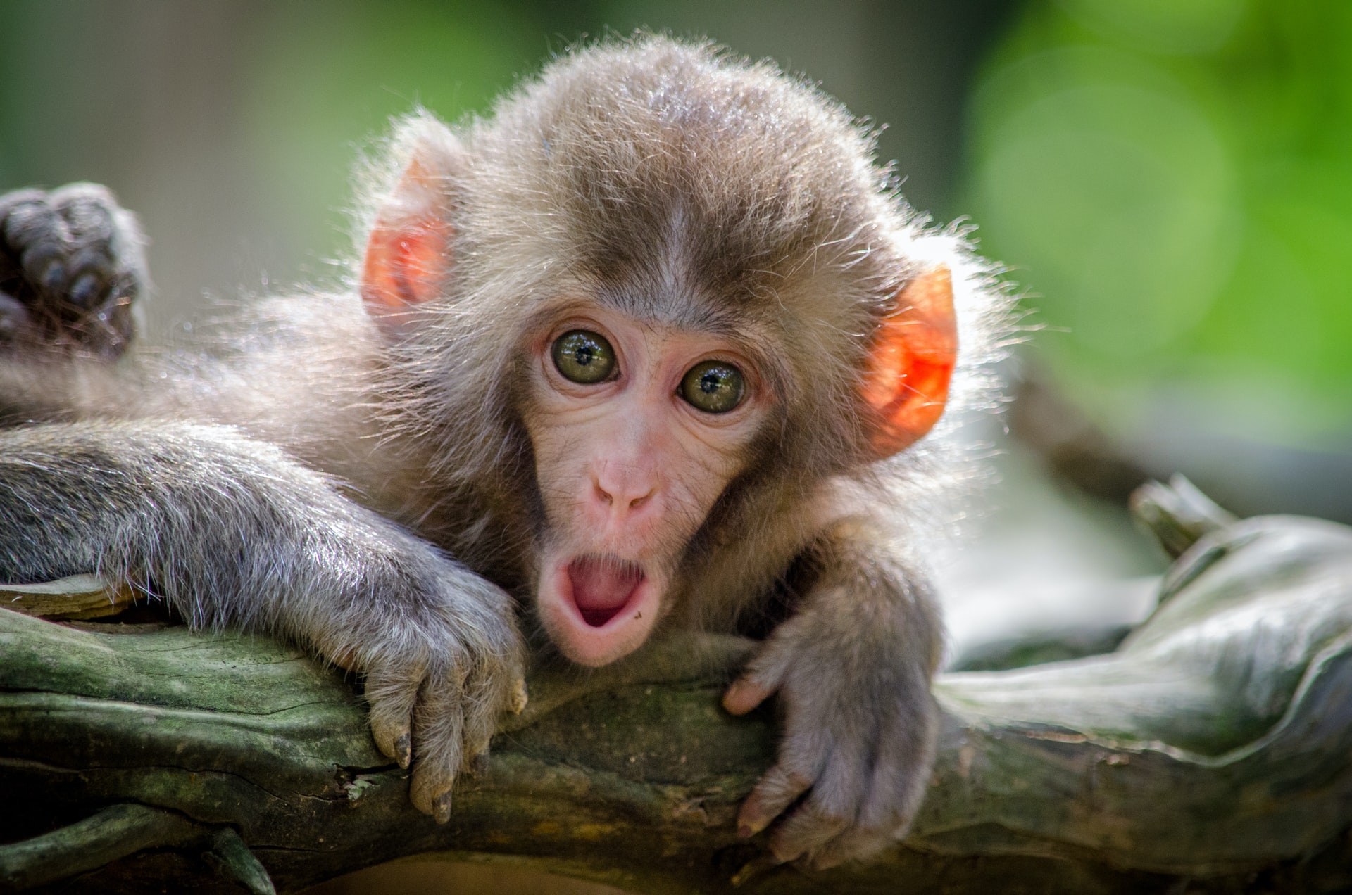 Monkey Gene Snares Viruses, Inspires Future Antivirals - Vimarsana News