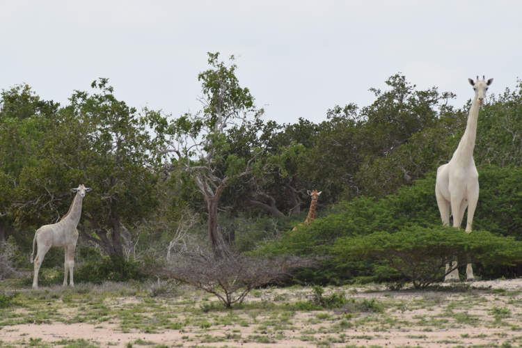 Rare Leucistic Giraffes Are Spotted and Filmed in Kenya Plants And