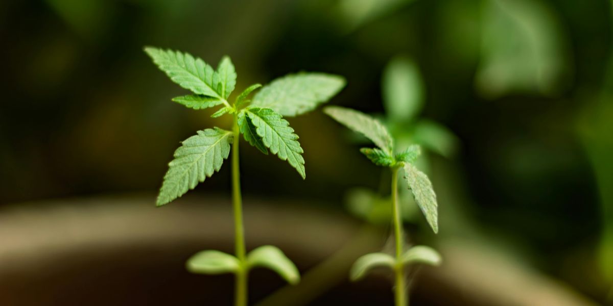 Large Review Finds Cannabis Ineffective for Anxiety, PTSD