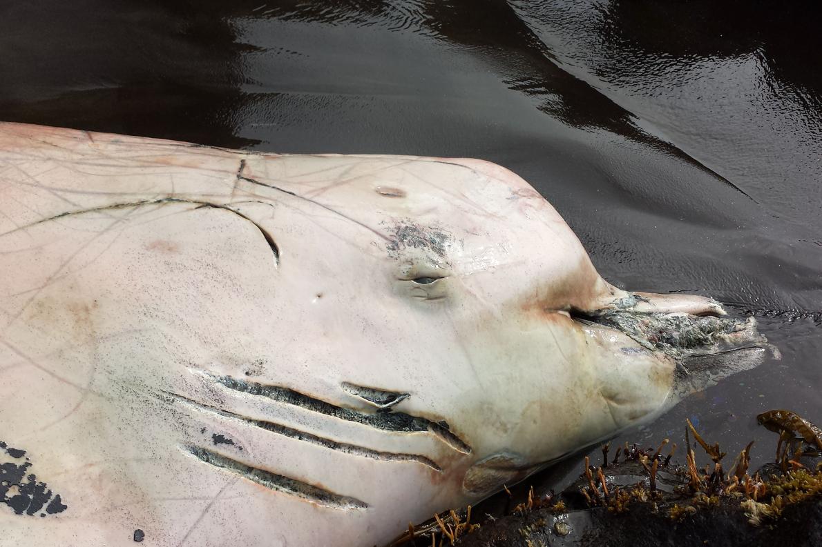 Beaked whales are so weird, and I love them! Here's a male Blainville's beaked  whale (Mesoplodon densirostris) from the @NMNH collection - look at those  huge teeth! Only the males have teeth,, image size:1190x793