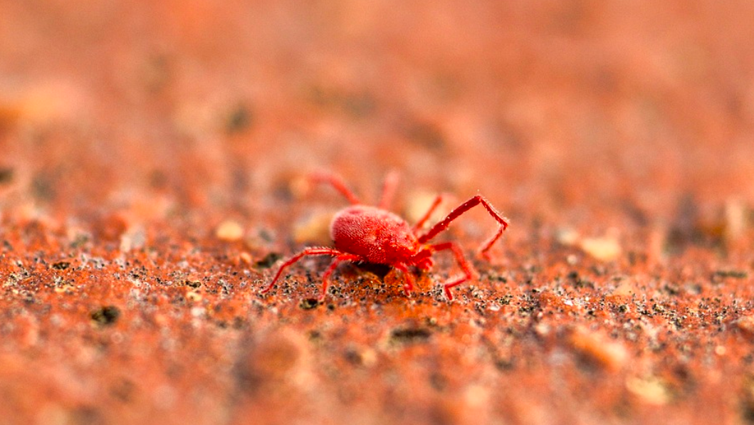 Tiphus Insect Scrub Typhus-Causing Germs Found in North Carolina Insects | Microbiology