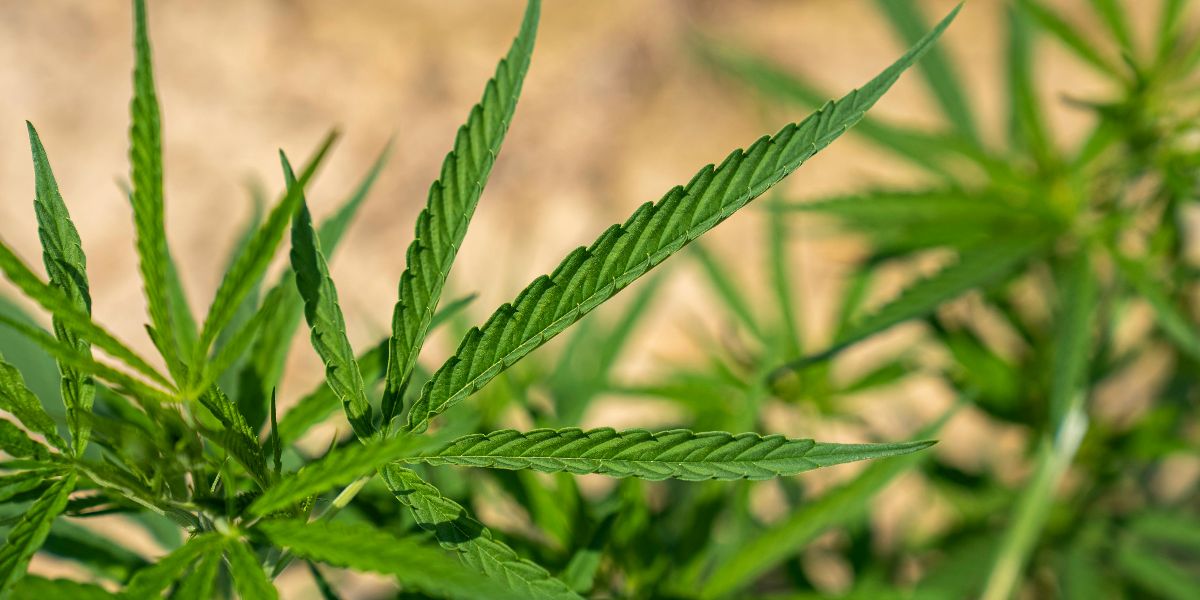 Cannabis with Opioids Offer No Pain Relief