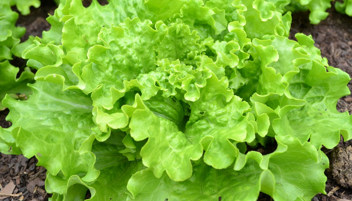 The History of Lettuce Domestication Told Through DNA And