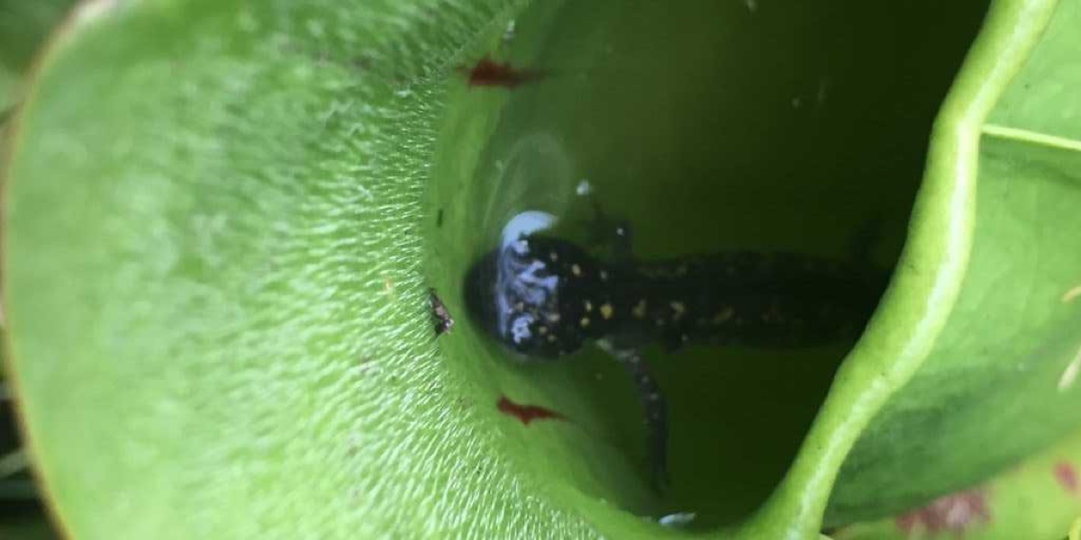 These OntarioBased Plants Are Eating Local Salamanders Plants And