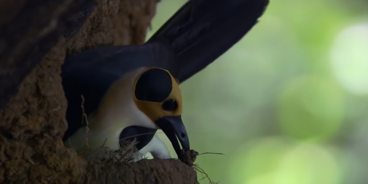 These Birds Mate for Life Plants And Animals