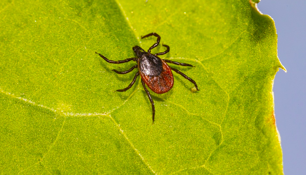 Do Differences in Lyme Pathogens Explain Symptom Diversity