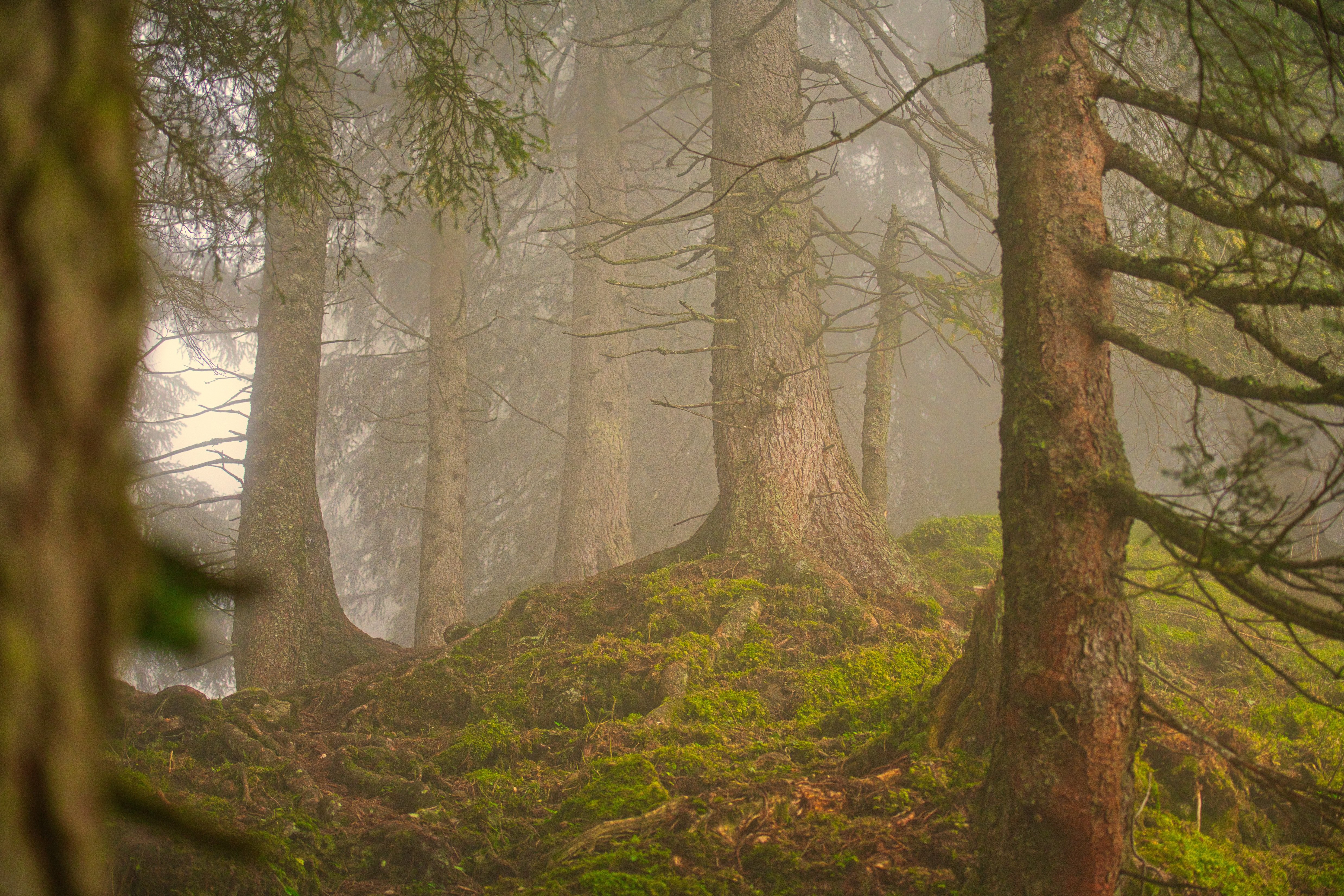 Diverse Forests Adapt Better to Heatwaves and Droughts
