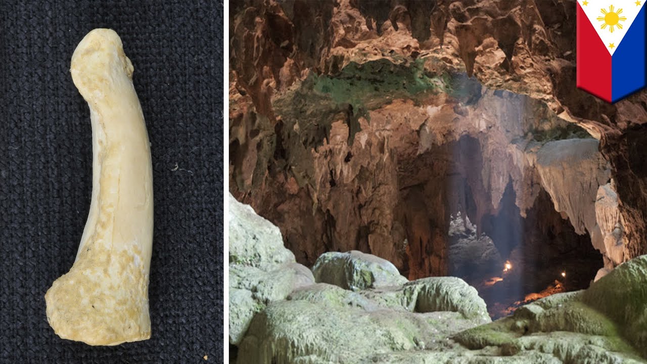 Do Humans Have a Long-lost Relative? | Videos