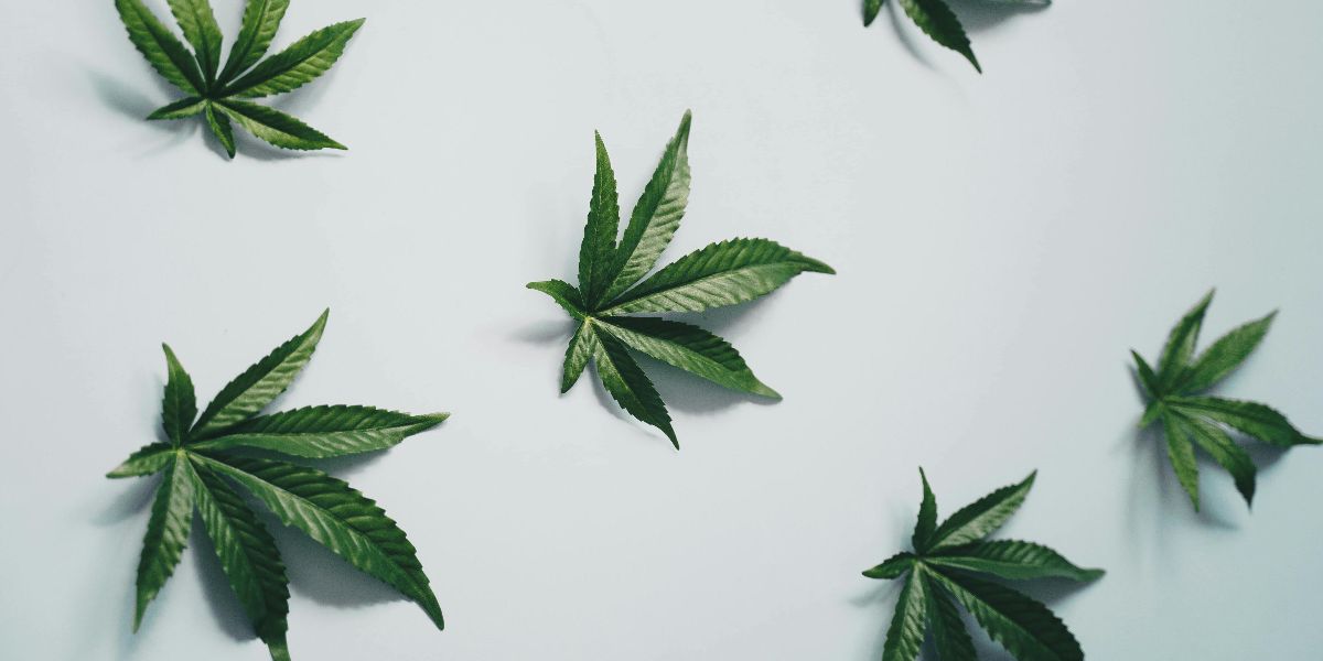 Evidence Lacking for Cannabis to Treat Most Conditions