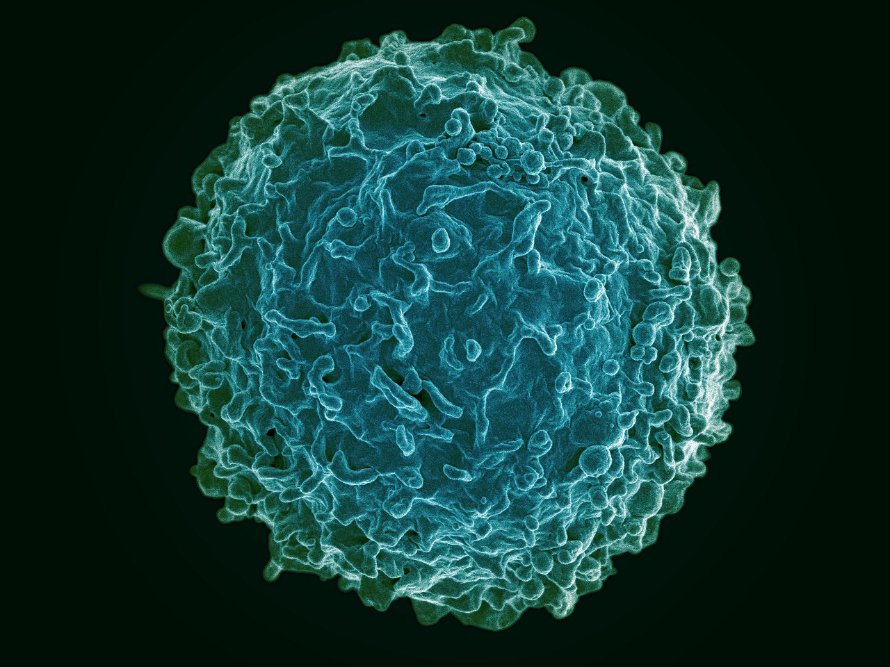 Synthetic immune tissue will streamline vaccine creation - Vimarsana News