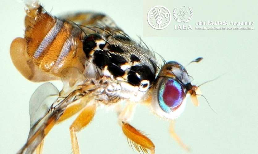 The Nuclear Option for Pest Control | Chemistry And Physics