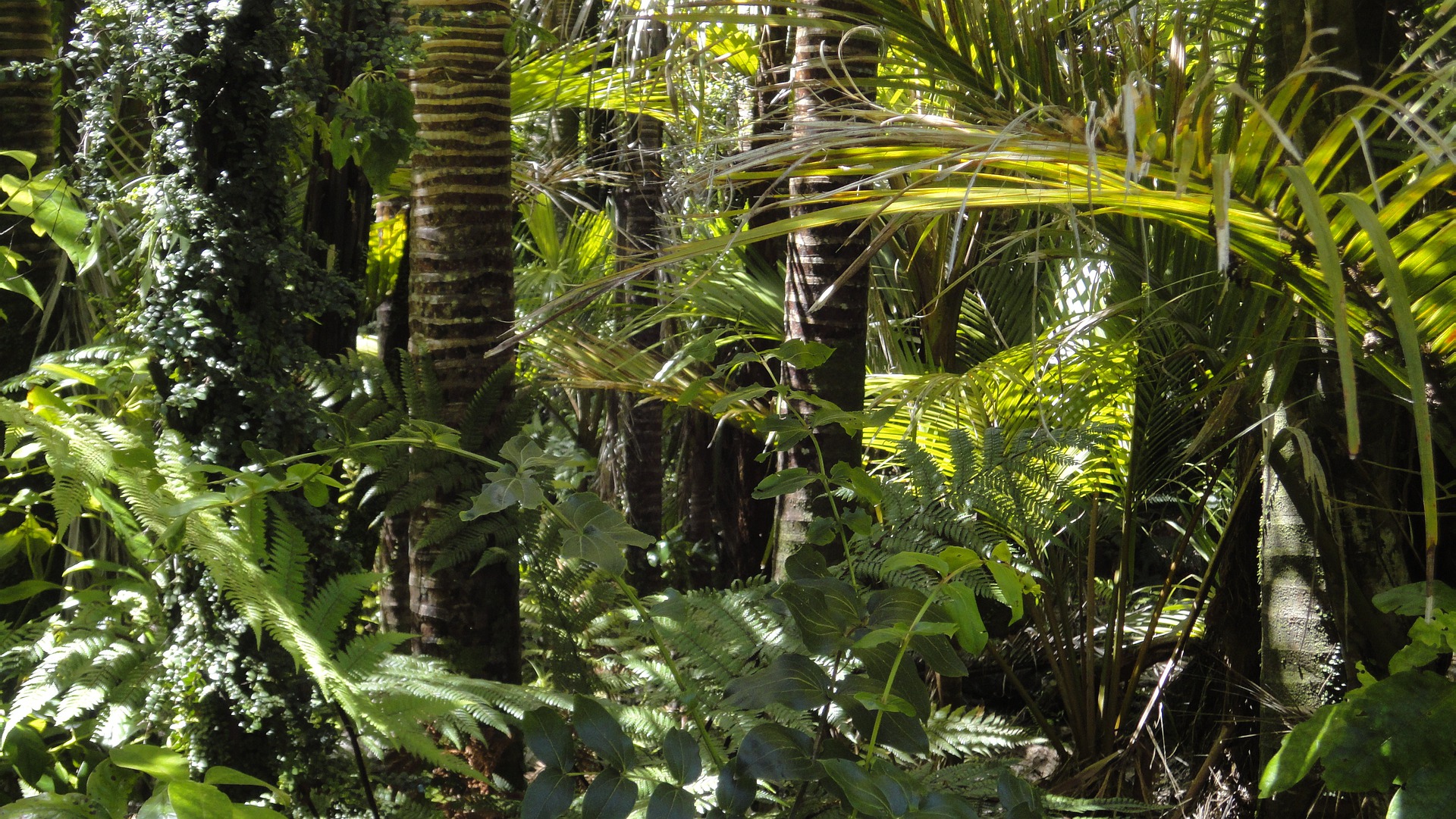 Researchers Discover Method of Synthesizing a Cancer Drug Discovered in the Australian Rainforest - Vimarsana News