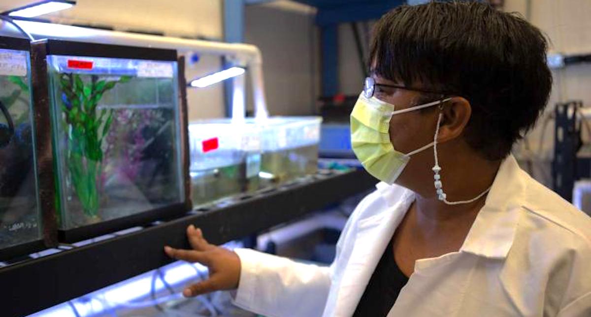 When Exposed to Estrogen, Fish Generate Fewer Males | Cell And ...