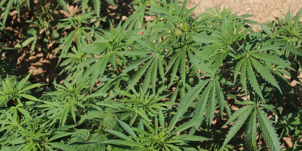 Washington State University Opens Cannabis Research Center - Vimarsana News