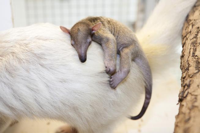 Welcome to the World Salvador! | Plants And Animals