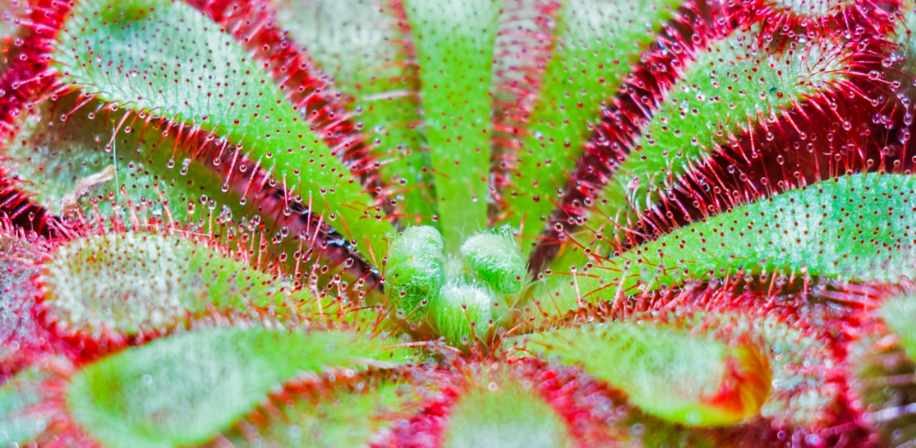 Insight Into the Evolution of Carnivorous Plants | Genetics