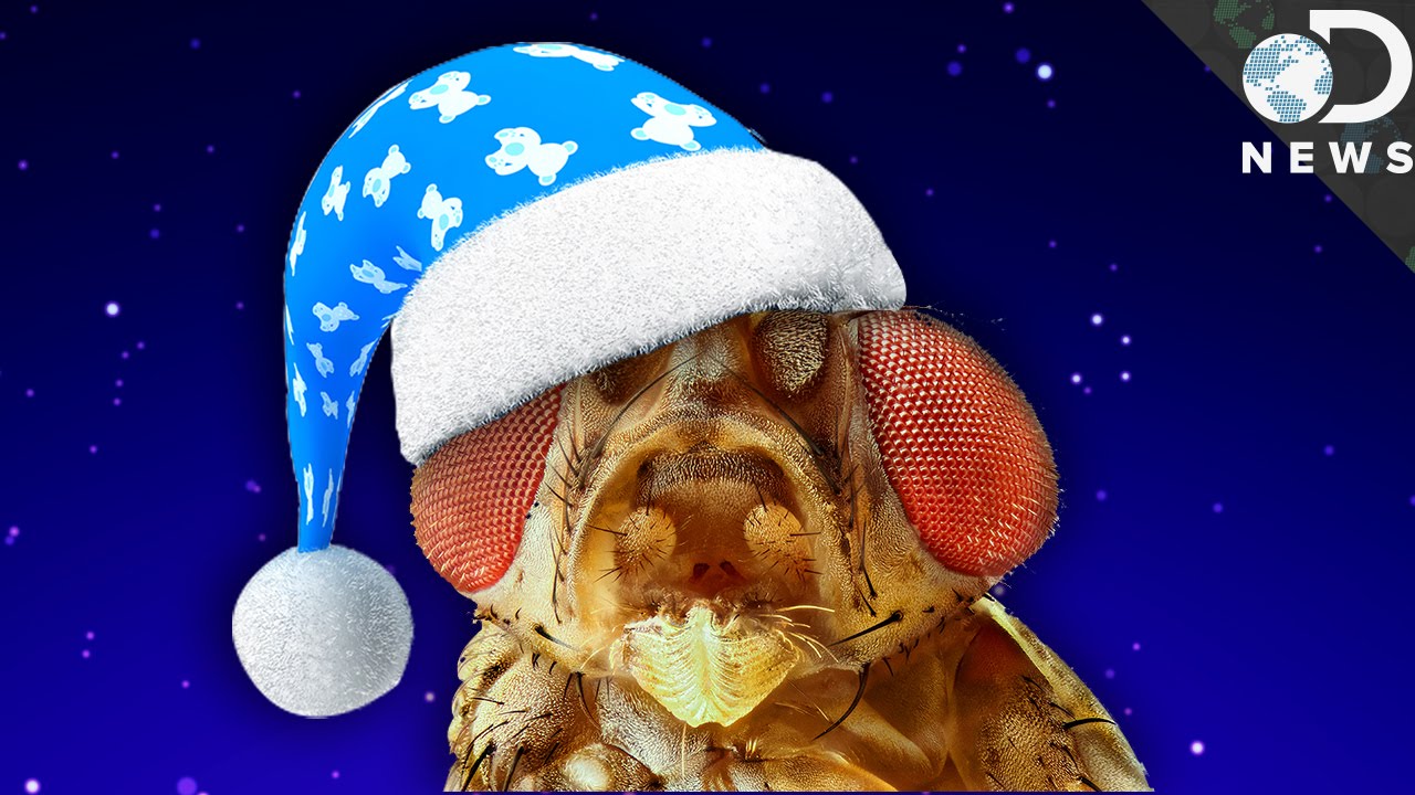 Do Insects Sleep Just Like We Do? Videos