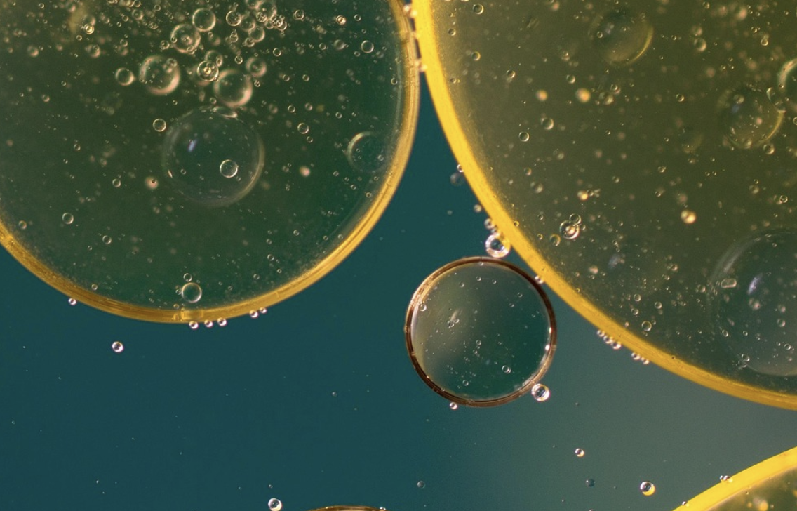 Some Human Gut Microbes are Shaped by Evolution & Linked to Disease