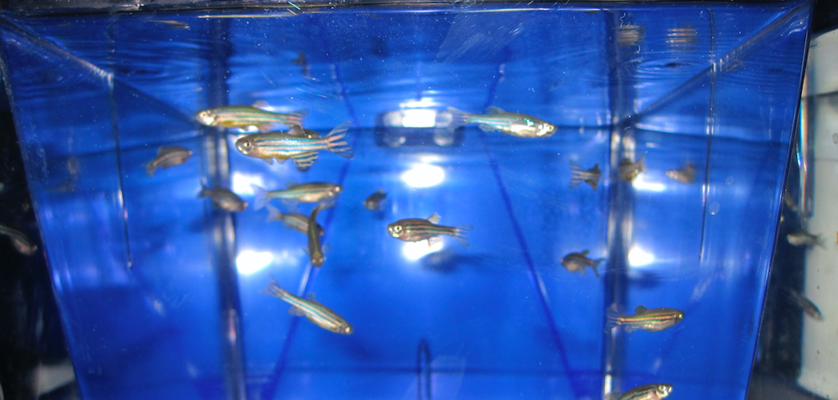 Zebrafish Teach Us More About Predictions | Cell And Molecular Biology