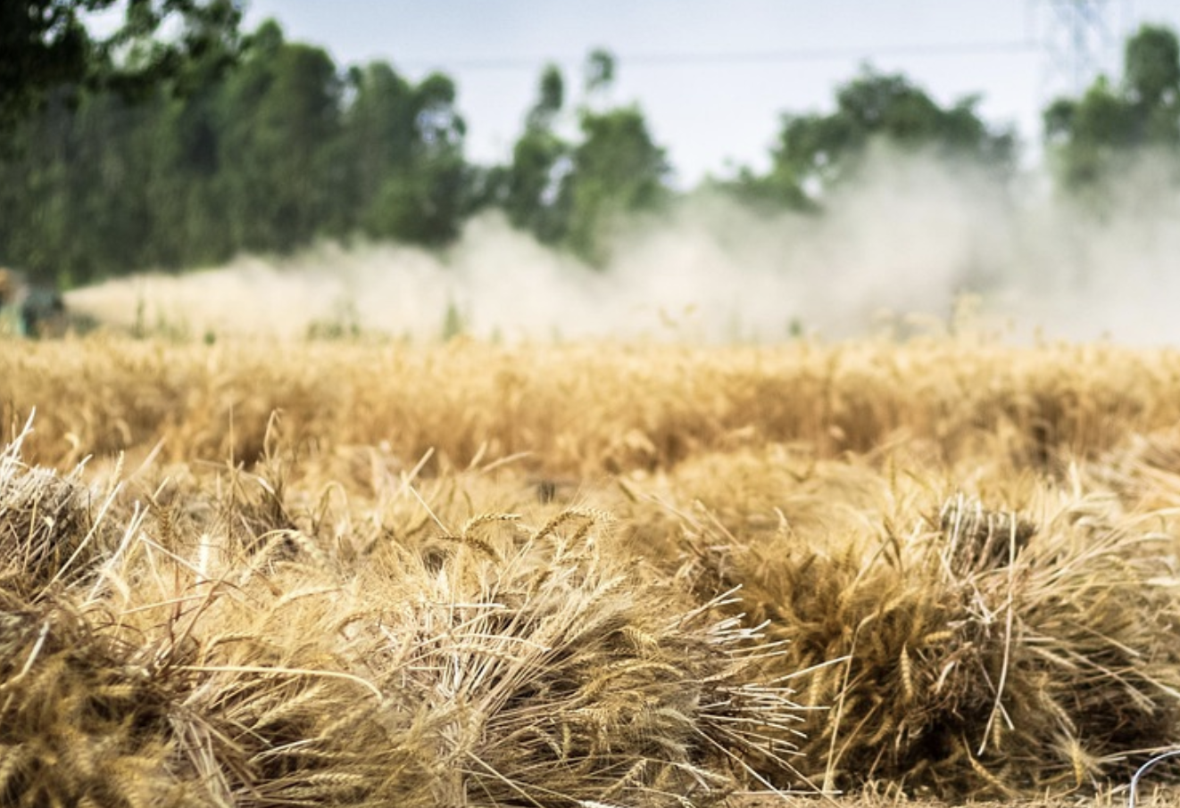 How are Gut Bacteria Affected by Synthetic Chemicals?