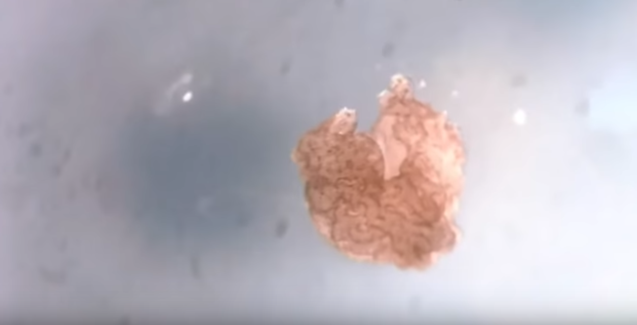 Lesser Life Form Scientists Engineer a New Kind of Life Form | Microbiology