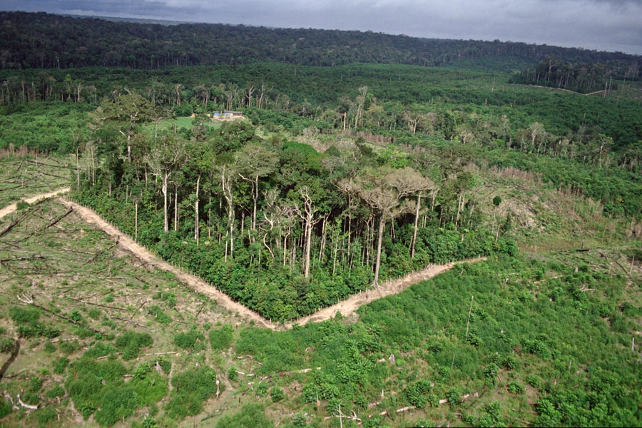 Forest fragmentation responsible for one third of carbon emissions