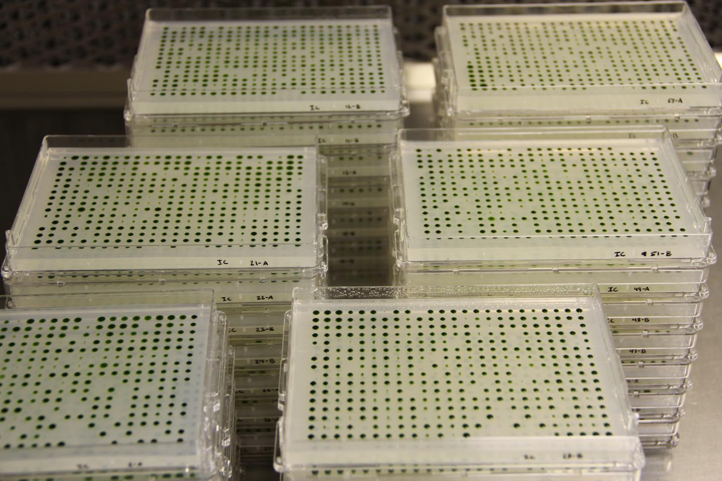 How a Library of Algae can Teach us About Photosynthesis | Genetics And ...