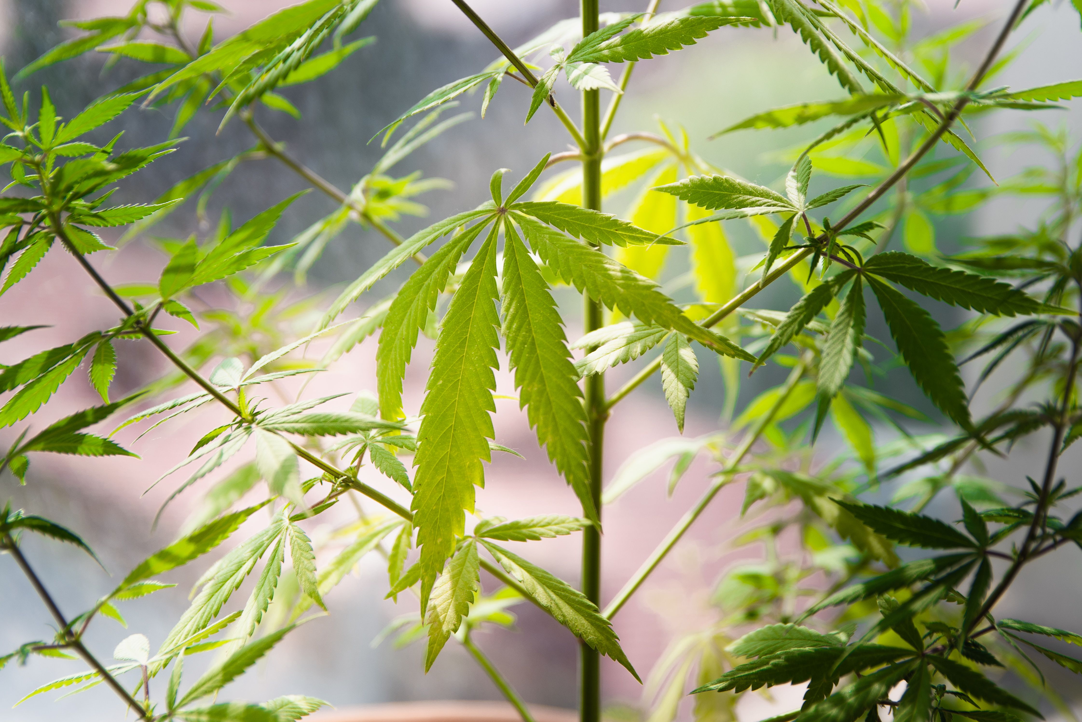 Study Found Low Likelihood of Fentanyl Added to Cannabis Sold on the Black Market ​