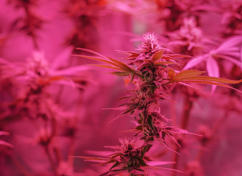 THC Use During Pregnancy Impacts Fetal Development at Epigenetic Level - Vimarsana News
