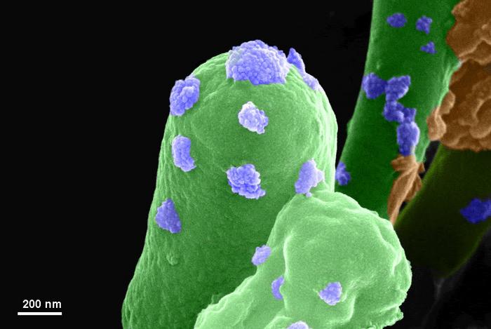 Mars Microbe Bacteria Form Stronger Mars Bricks Despite Toxic Soil | Space