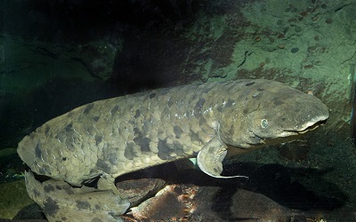 australian lungfish care