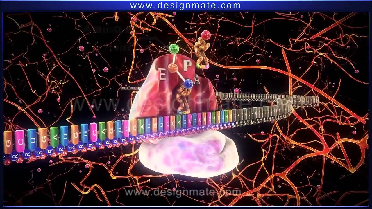 Visualizing Translation A Visualization of Protein Translation Reveals Surprising Complexity ...