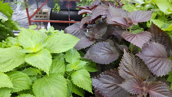 CRISPR turns red perilla green and boosts its antioxidants