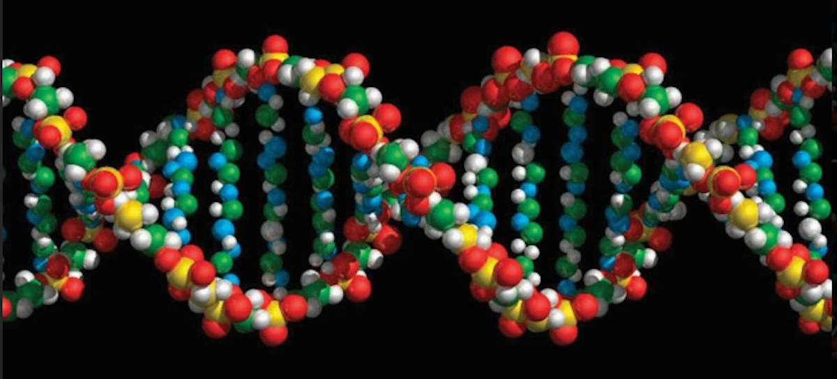 An Improved Reference Genome for Better Research | Genetics And Genomics