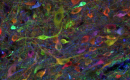 Norovirus isolation